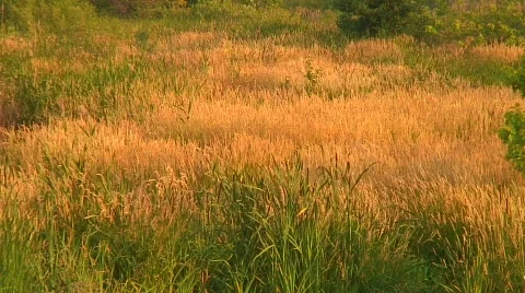 Jm547-Tall Grass2 Video stock 137308