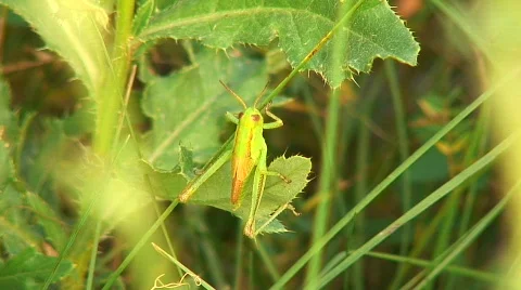 Jm549-Grass Hopper Vídeos de archivo 137314