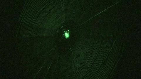 Jm611-Night Spider 스톡 동영상 146194