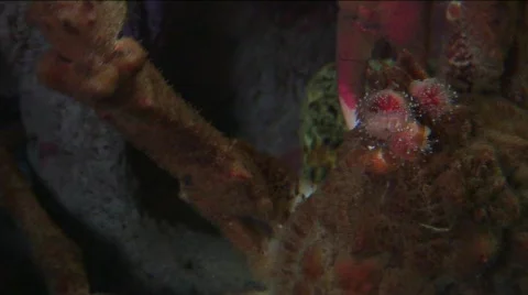 Jm738-Lobster Close Up Video stock 152513