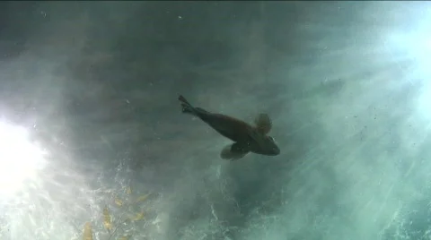 Jm744-Idle Fish Video stock 152539