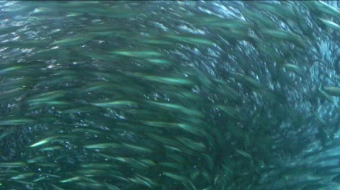 Jm746-The Epic School Of Fish Stock Footage 152550