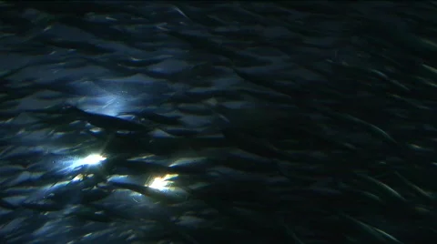 Jm747-The Epic School Of Fish2 Video stock 152554