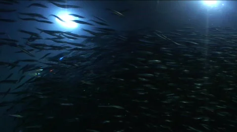 Jm748-The Epic School Of Fish3 Video stock 152559