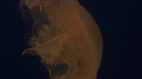 Jm751-Jellyfish Video stock 152567