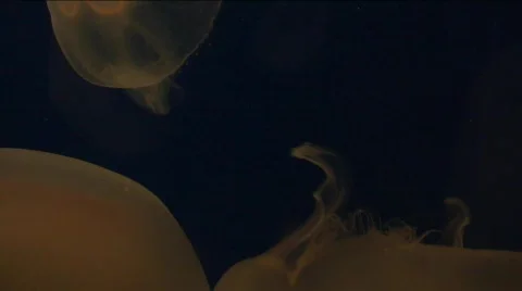 Jm752-Jellyfish2 Video stock 152573