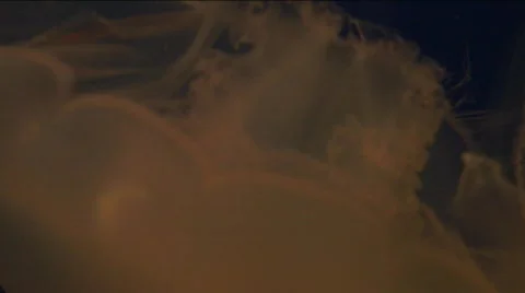 Jm753-Jellyfish3 Video stock 152576
