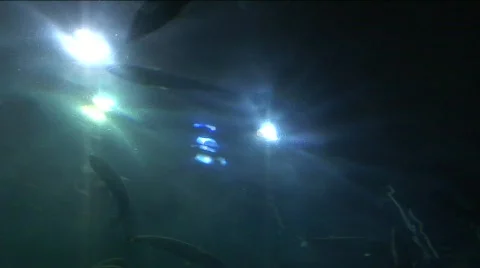 Jm754-Fish Glides Video stock 152577