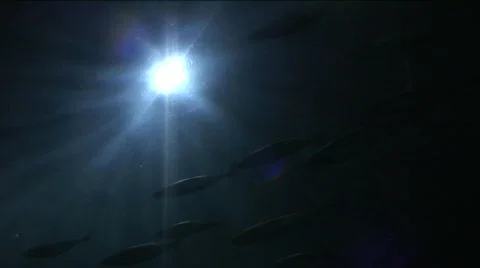 Jm755-Sharks Stock Footage 152587