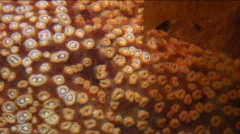 Jm757-Sea Textures Video stock 152592