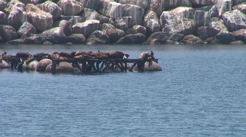 Jm910-Marine Seals Stock-Footage 665139