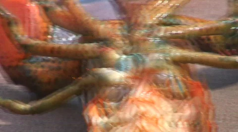 Jm962-Lobster Stock Footage 712333