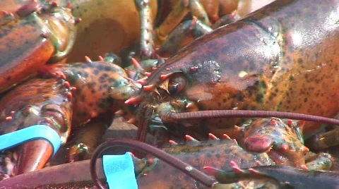Jm963-Lobster2 Video stock 712351