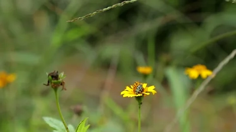 Joaninha lady bug Video stock 153550255