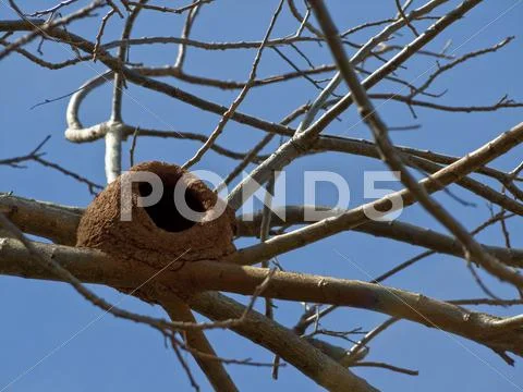 João de barro nest Stock Photos