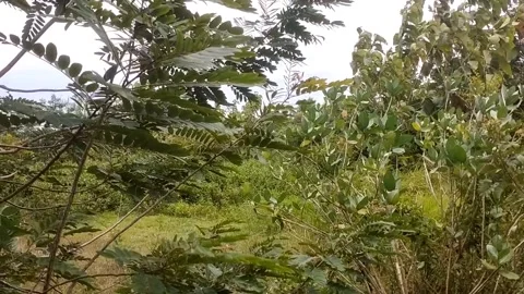 The joar tree swayed gently in the gentle breeze. Stock Footage 327627548