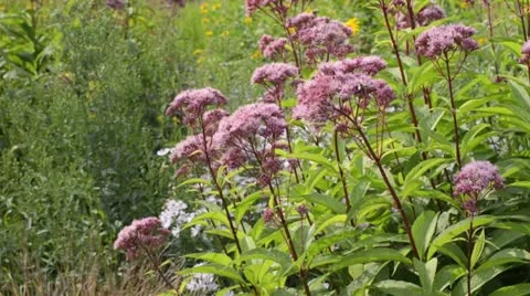 Joe Pye weed (Eupatorium) Stock Footage 14926313