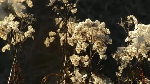 Joe Pye weed (Eupatorium maculatum) Stock Footage 18151416