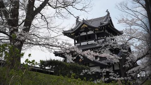 Joetsu Castle view during cherry blossom Stock Footage 128303642