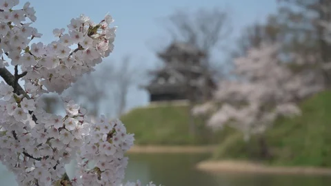 Joetsu Castle view during cherry blossom Stock Footage 128303696