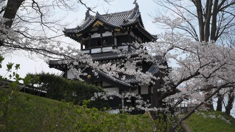 Joetsu Castle view during cherry blossom Stock Footage 128303885