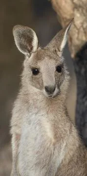 Joey eastern grey kangaroo. Foto stock