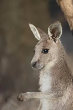 Joey eastern grey kangaroo. Stock-Fotos