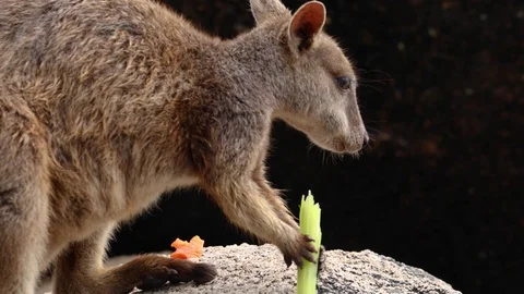 A joey eating a celery Video stock 82746728