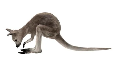 Joey Illustrazione stock