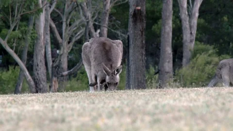 Joey Kangaroo inside the Pouch B Clip1213 스톡 동영상 195657294