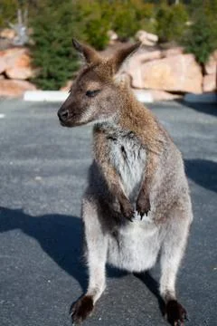 Joey Kangaroo Stock Photos