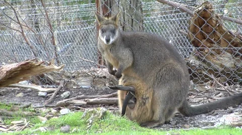 Joey popping in and out of the pouch Stock Footage