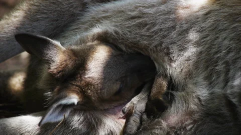 Joey in pouch Video stock 132397876