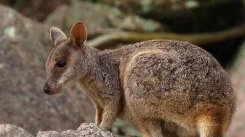 Joey standing on a rock Stock Footage 82744766