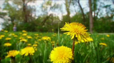 Jogger and dandelions Stock Footage 798283