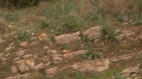 Jogger close up Stock Footage 118832689