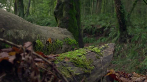 Jogger jumping over log in the woods Vídeos de archivo 33832395