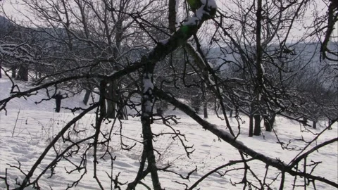 Jogger running through winter orchard with bare fruit trees Stock Footage 321678336