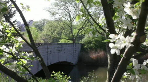 JoggerBridge springFlowers Stock Footage 810061
