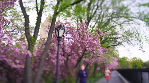 Joggers Along the Cherry Blossom Path by the Reservoir in Central Park Stock Footage 327351182