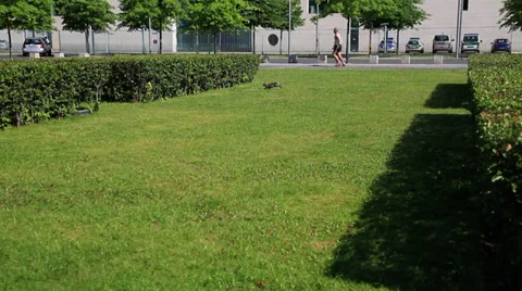 Joggers and Rabbit running Stock Footage 38839510