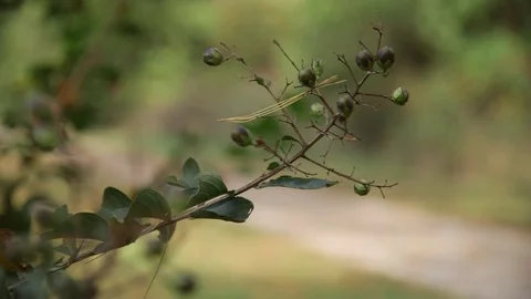 Joggers on a trail Stock Footage 69860353