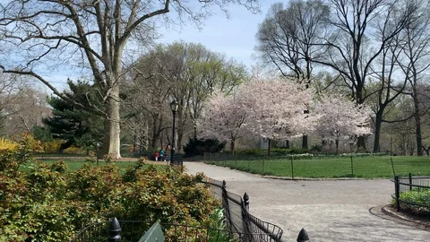 Joggers wearing masks exercise in a mostly empty Central Park - New York City Stock Footage 127866307