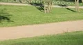 Jogging and riding on bike in the park HD Footage