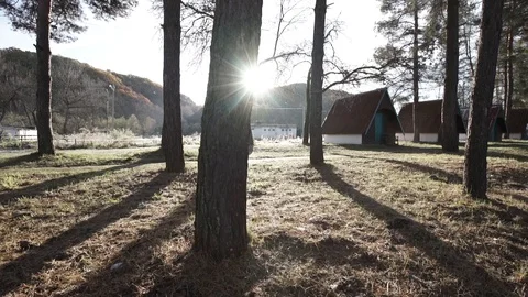Jogging in a coniferous forest Stock Footage 124805164