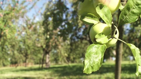 Jogging in the countryside in summertime Stock Footage 279229666