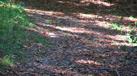 Jogging Stock Footage 10606728