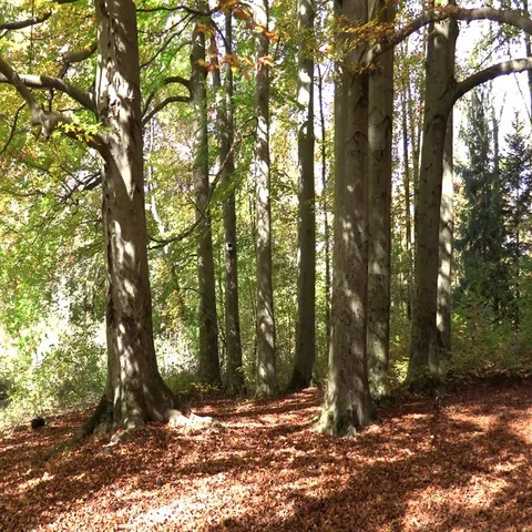 Jogging in the forest in Autumn Stock Footage 69702583