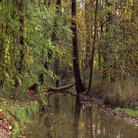 Jogging in the forest Stock Footage 69706689