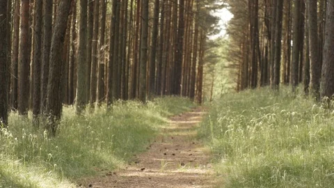 Jogging in the forest Video stock 72931420